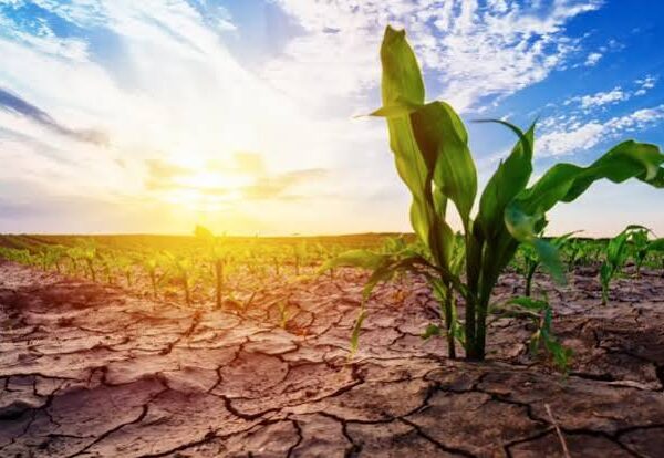 Climate Risks Continue to Threaten Global Crop Production
