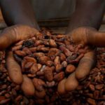 Ivory Coast’s Cocoa Crop Faces Delays as EU Rules Add Export Pressure