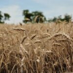 U.S. Farmers Explore Perennial Grain Kernza Amid Extreme Weather