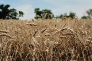 U.S. Farmers Explore Perennial Grain Kernza Amid Extreme&hellip;