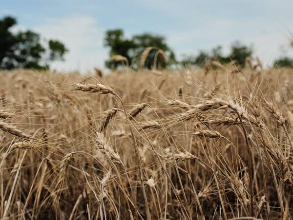 U.S. Farmers Explore Perennial Grain Kernza Amid Extreme…