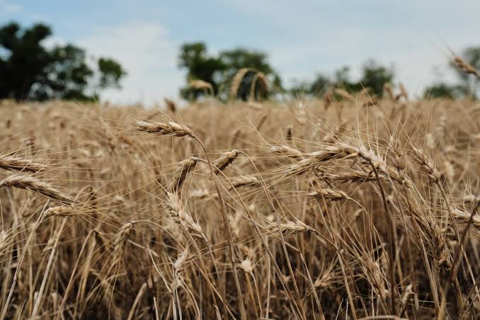 U.S. Farmers Explore Perennial Grain Kernza Amid Extreme…