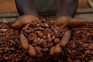 Ivory Coast’s Cocoa Crop Faces Delays as EU&hellip;