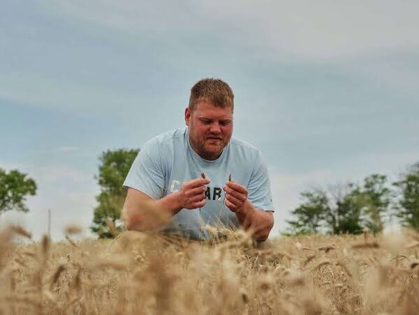 US Farmers Explore Perennial Grains as a New…