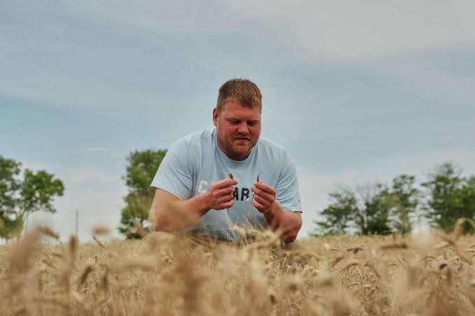 US Farmers Explore Perennial Grains as a New…