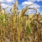 UK Farmers Warn Climate Change Is Weakening Domestic Food Production