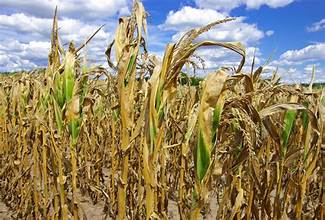 UK Farmers Warn Climate Change Is Weakening Domestic Food Production