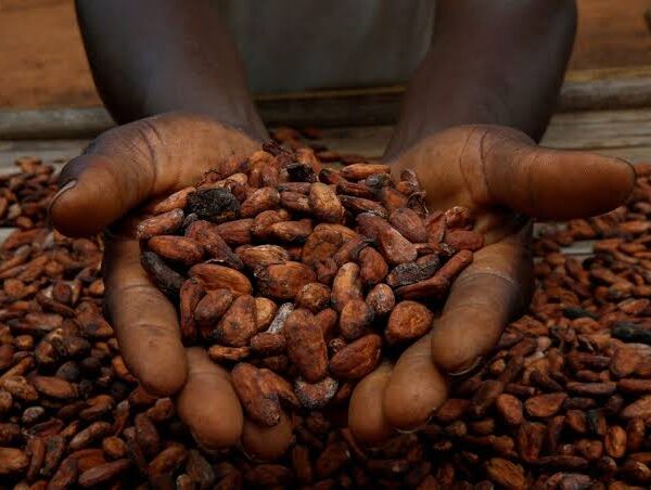 Ivory Coast’s Cocoa Crop Faces Delays as EU…