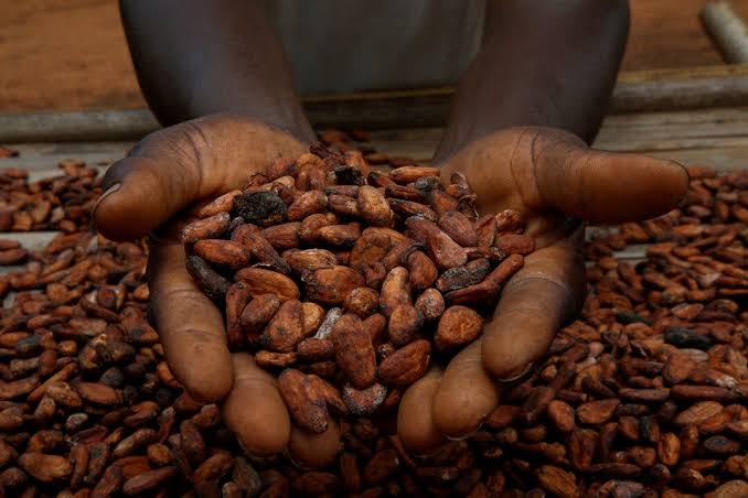 Ivory Coast’s Cocoa Crop Faces Delays as EU Rules Add Export Pressure