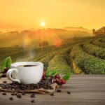 Climate Change Challenges Coffee Production as Robusta’s Resilience Comes Under Scrutiny