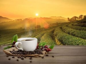 Climate Change Challenges Coffee Production as Robusta’s Resilience&hellip;