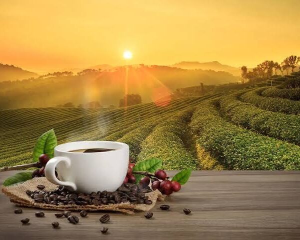 Climate Change Challenges Coffee Production as Robusta’s Resilience…