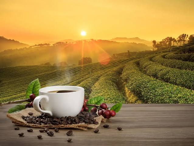 Climate Change Challenges Coffee Production as Robusta’s Resilience Comes Under Scrutiny