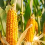 Corn Hits One-Week High as U.S. Crop Concerns Support Prices