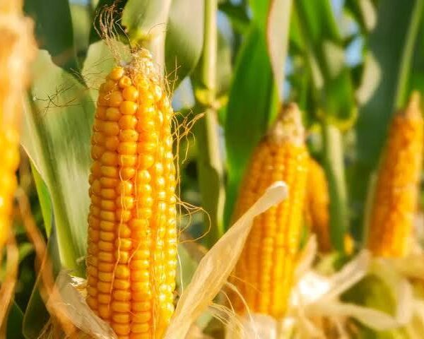 Corn Hits One-Week High as U.S. Crop Concerns…
