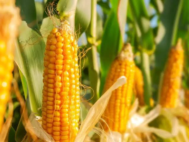 Corn Hits One-Week High as U.S. Crop Concerns…
