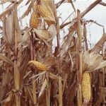 US Corn Futures Decline as Harvest Supplies Increase