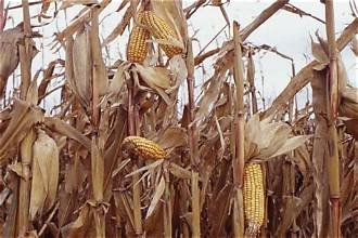 US Corn Futures Decline as Harvest Supplies Increase