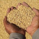 Global Food Prices Approach Four-Year High as Cereal, Sugar Costs Rise