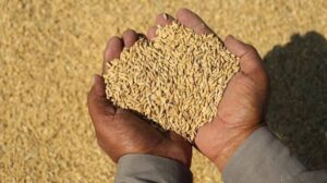 Global Food Prices Approach Four-Year High as Cereal,&hellip;