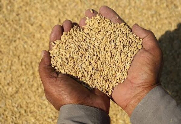 Global Food Prices Approach Four-Year High as Cereal,&hellip;