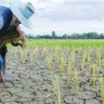 Heavy Rain Disrupts U.S. Corn Belt Harvest, Delaying Corn and Soybean Fieldwork