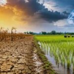 El Niño Raises Concerns About Global Crop Production