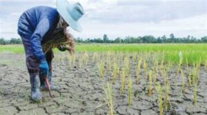 Heavy Rain Disrupts U.S. Corn Belt Harvest, Delaying&hellip;