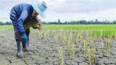 Heavy Rain Disrupts U.S. Corn Belt Harvest, Delaying…