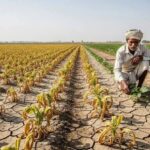 Godzilla” El Niño Raises Fresh Risks for Global Agriculture