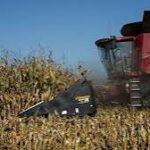 U.S. Corn Harvest Runs Behind Average Pace as Wet Weather Delays Fieldwork