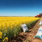 Australia Begins Grain Harvest as Favorable Rainfall Supports Strong Crop Prospects