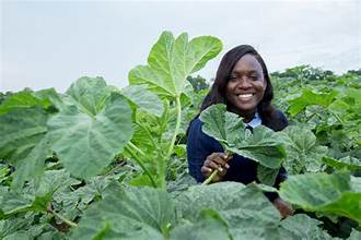 African Plant Scientist Pamela Afokpe Wins 2026 Norman Borlaug Field Award