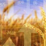 Global Cereal Prices Surge as Tight Supplies and Trade Disruptions Pressure Grain Markets