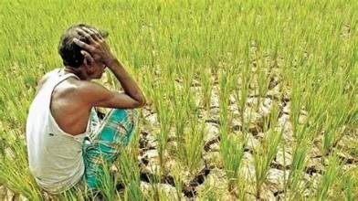 Drought Concerns May Increase India’s Agricultural Imports Amid…