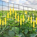 US Grain Futures Rebound as Soybean Buying and a Weaker Dollar Support Prices