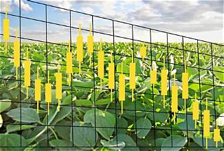 US Grain Futures Rebound as Soybean Buying and a Weaker Dollar Support Prices