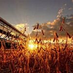 US Harvest Progress Trails Five-Year Average as Rain Delays Fieldwork