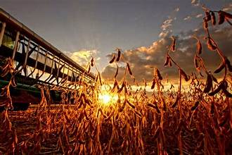 US Harvest Progress Trails Five-Year Average as Rain Delays Fieldwork