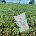 Rising Fertilizer Prices Put Pressure on Farm Profitability as Global Grain Costs Increase