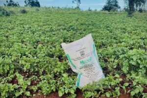 Rising Fertilizer Prices Put Pressure on Farm Profitability&hellip;