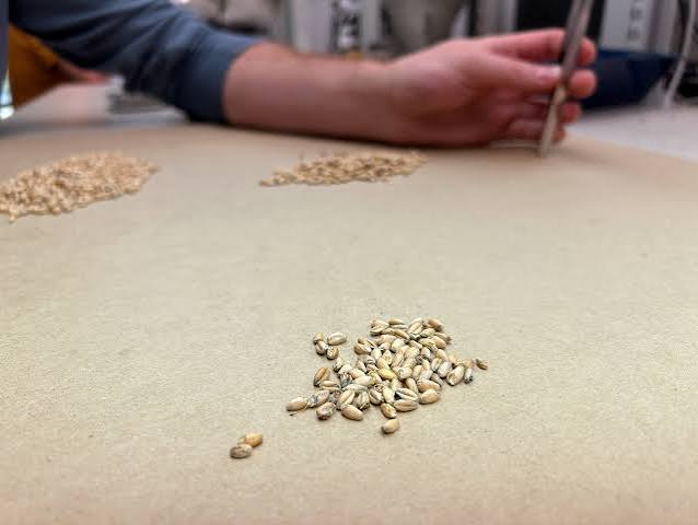 Canada’s Wet Harvest Damages Wheat and Lentil Quality, Raising Global Grain Market Concerns