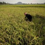 El Niño Raises Uncertainty Over Rice Production Across South and Southeast Asia