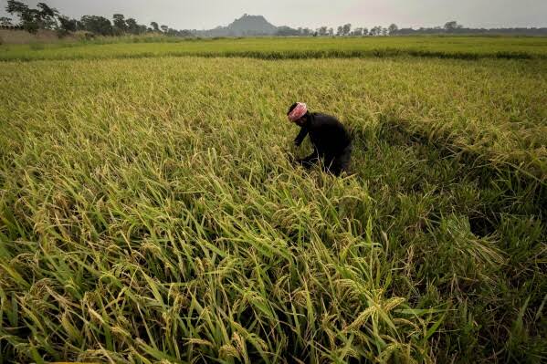 El Niño Raises Uncertainty Over Rice Production Across South and Southeast Asia