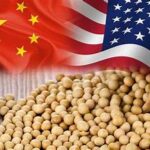 Chinese Demand Supports US Soybean Prices as Export Sales Reach 1.472 Million Tonnes