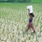 El Niño Raises New Risks for Rice and Other Major Crops Across Asia