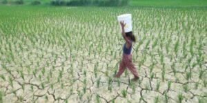 El Niño Raises New Risks for Rice and&hellip;