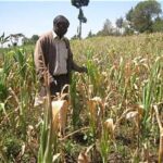 Severe Drought Cuts Kenya’s Maize Production Outlook by 39% Below Five-Year Average