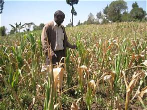 Severe Drought Cuts Kenya’s Maize Production Outlook by…