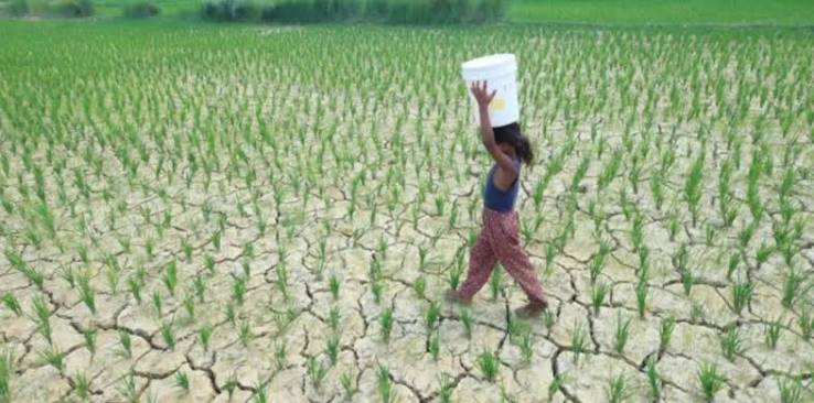 El Niño Raises New Risks for Rice and…